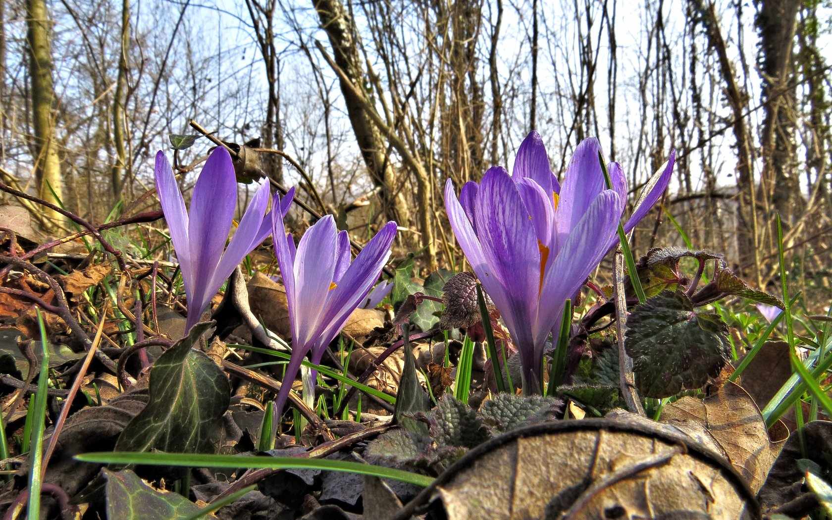 Fiori della Primavera